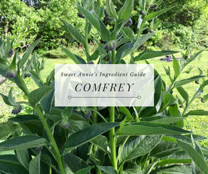 Comfrey - "KnitBone" - Sweet Annie's Essentials Ingredient Guide