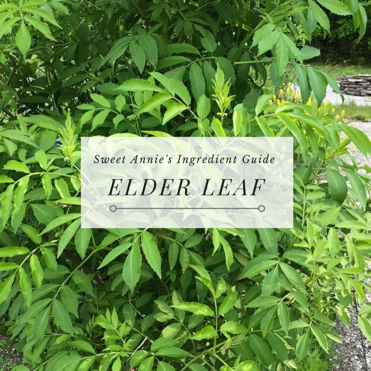 Elder Leaf - Sweet Annie's Ingredient Guide