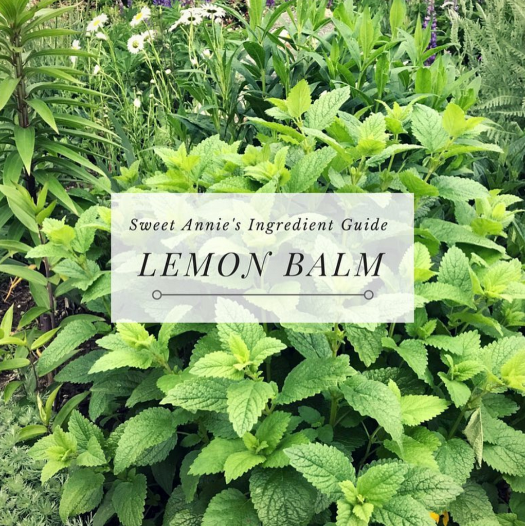 Lemon Balm - Sweet Annie's Ingredient Guide